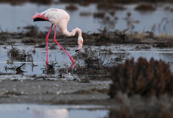 Cyprus Pink Flamingos