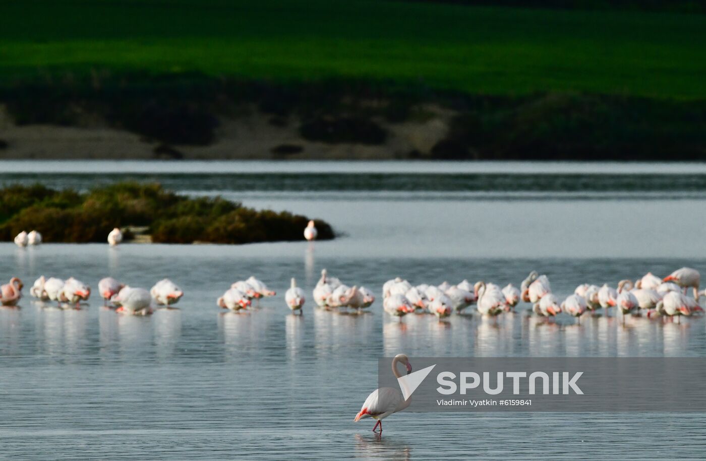 Cyprus Pink Flamingos