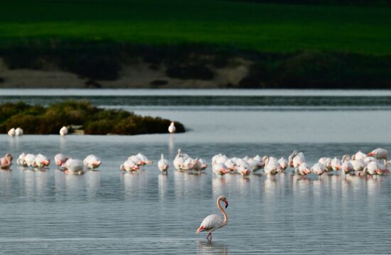 Cyprus Pink Flamingos