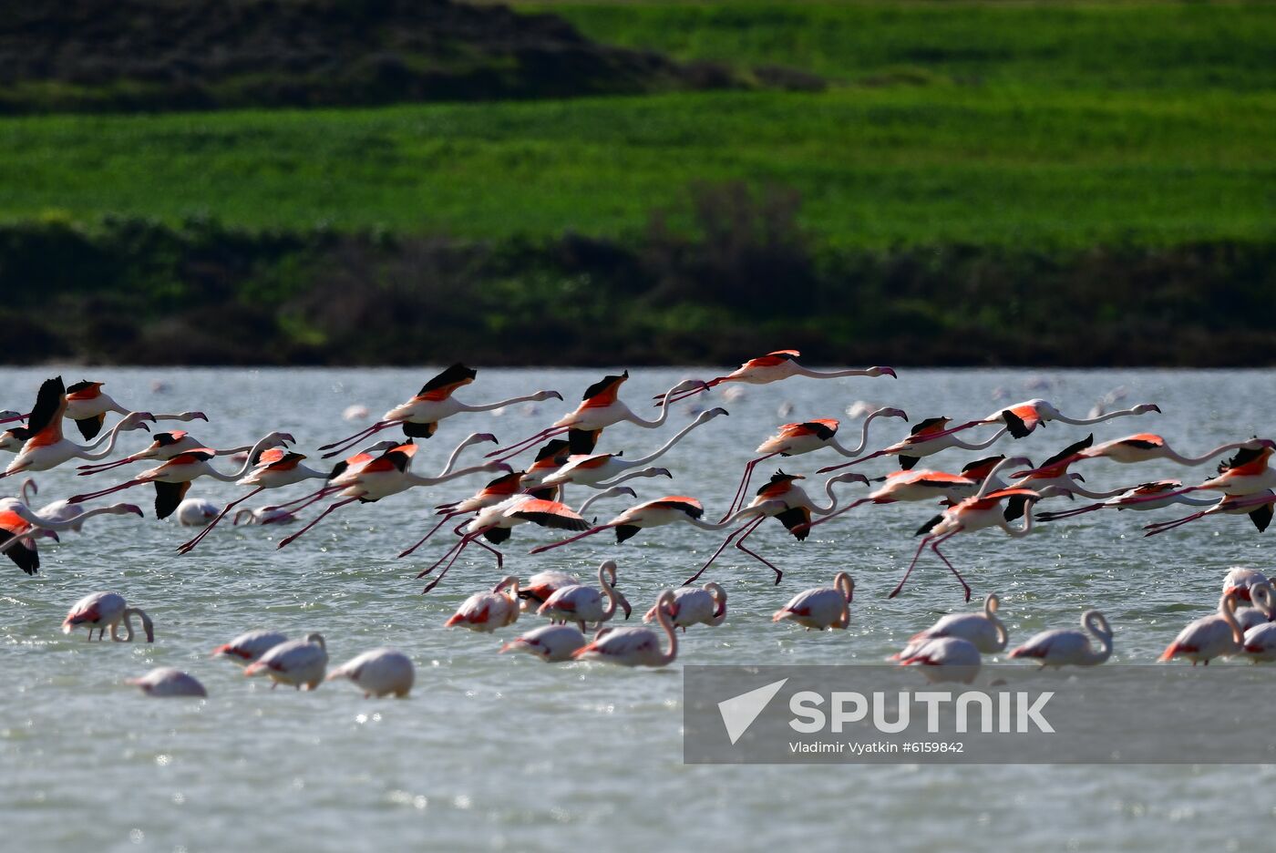 Cyprus Pink Flamingos