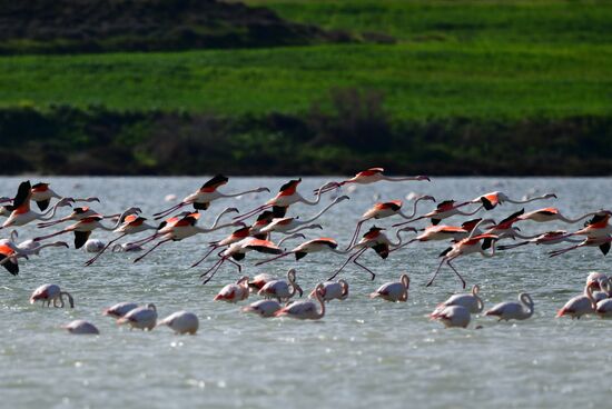 Cyprus Pink Flamingos