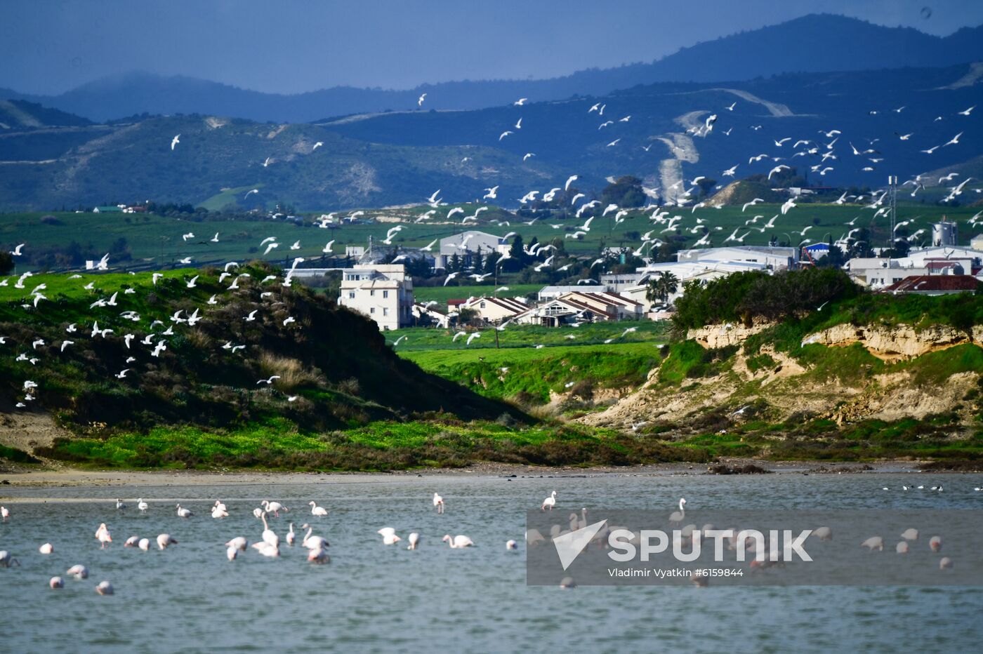 Cyprus Pink Flamingos