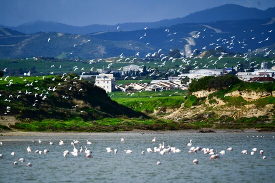 Cyprus Pink Flamingos