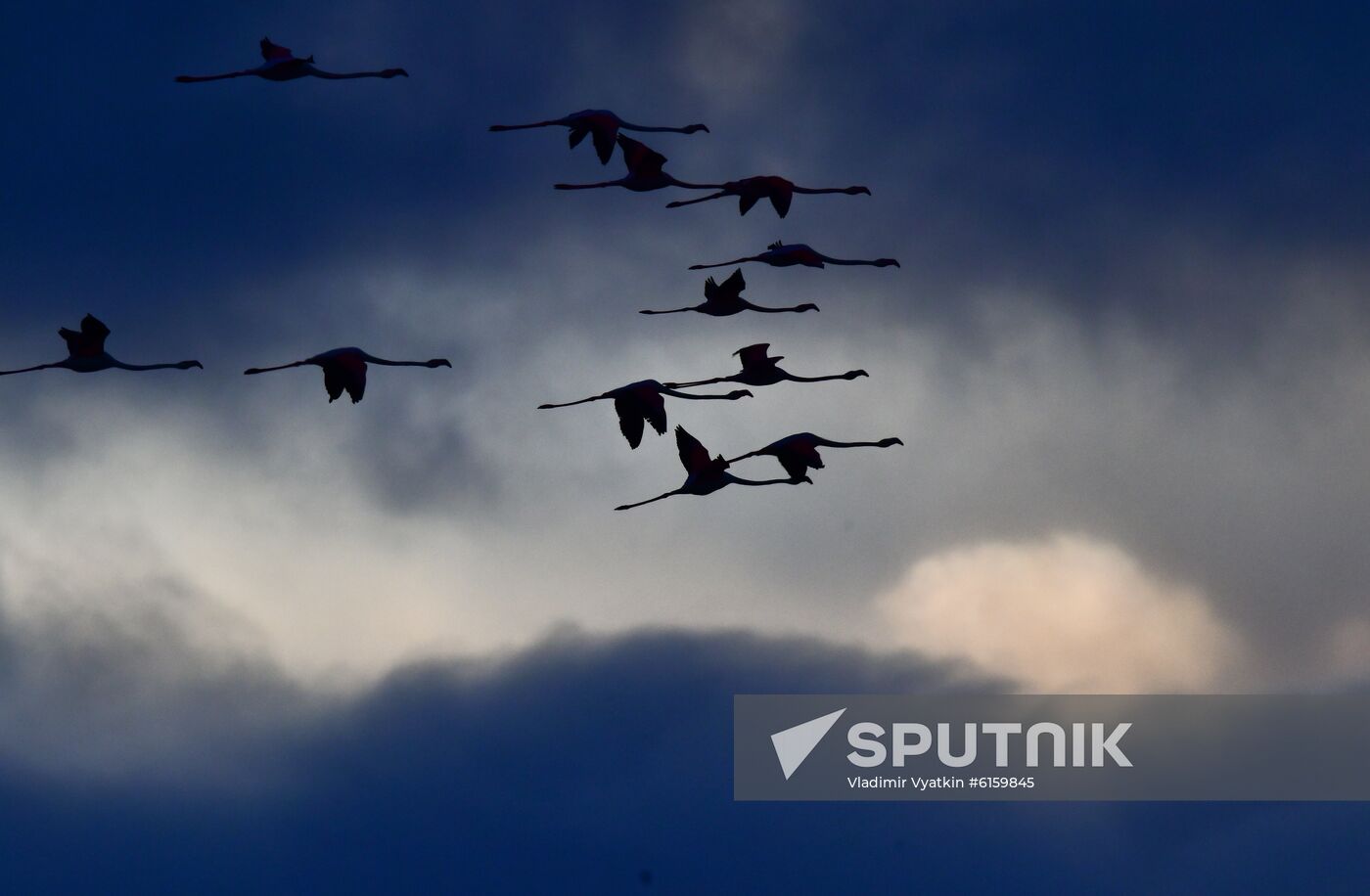 Cyprus Pink Flamingos