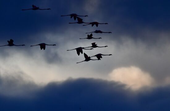 Cyprus Pink Flamingos