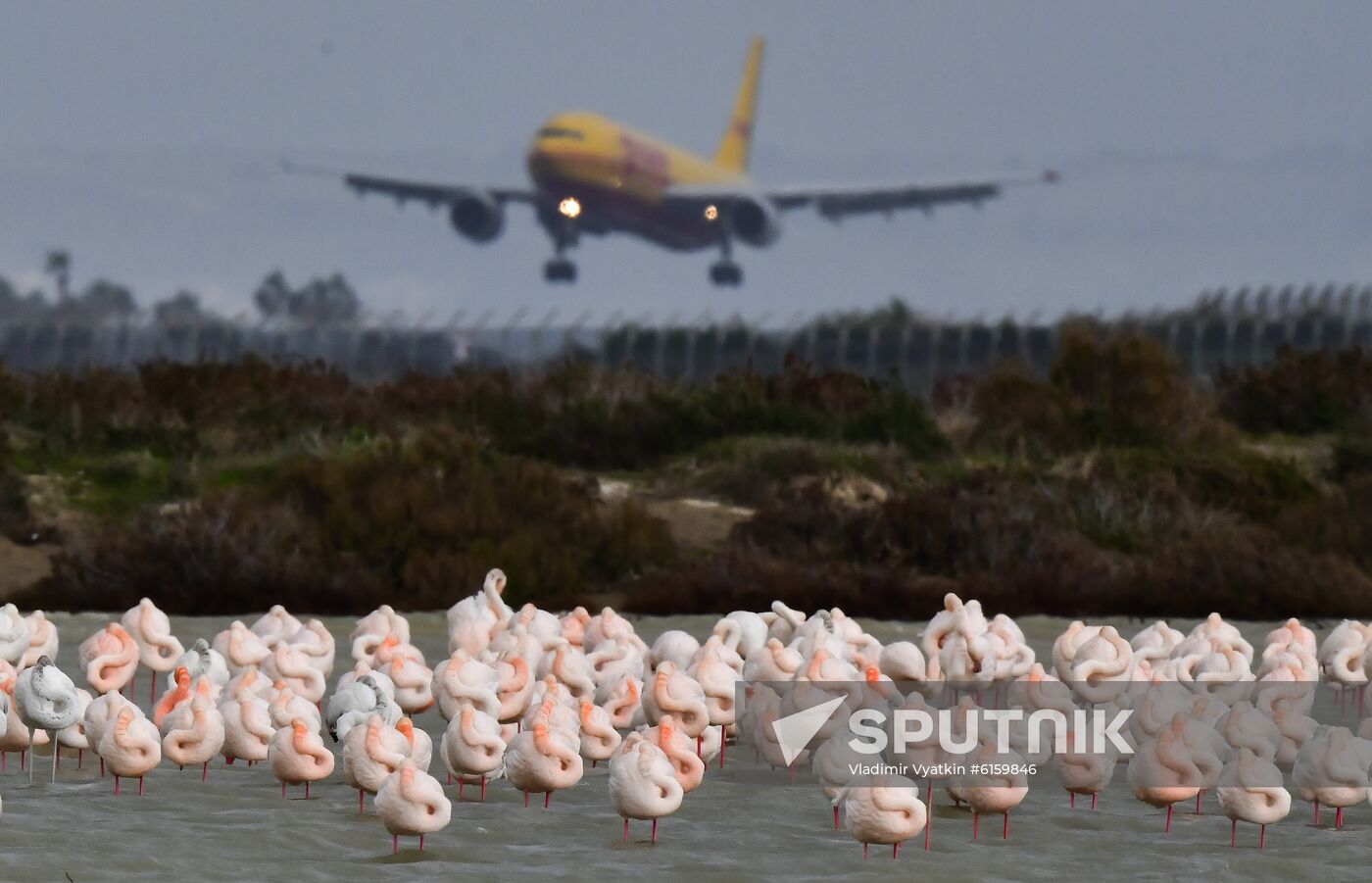 Cyprus Pink Flamingos