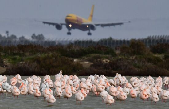 Cyprus Pink Flamingos
