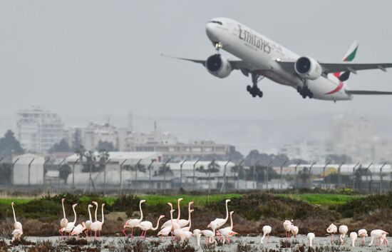 Cyprus Pink Flamingos