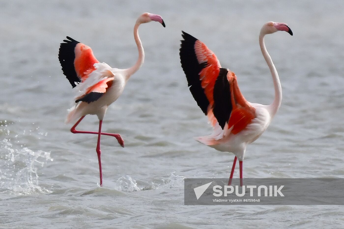 Cyprus Pink Flamingos