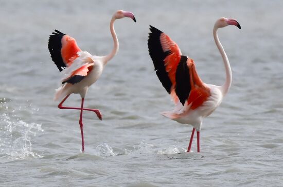 Cyprus Pink Flamingos