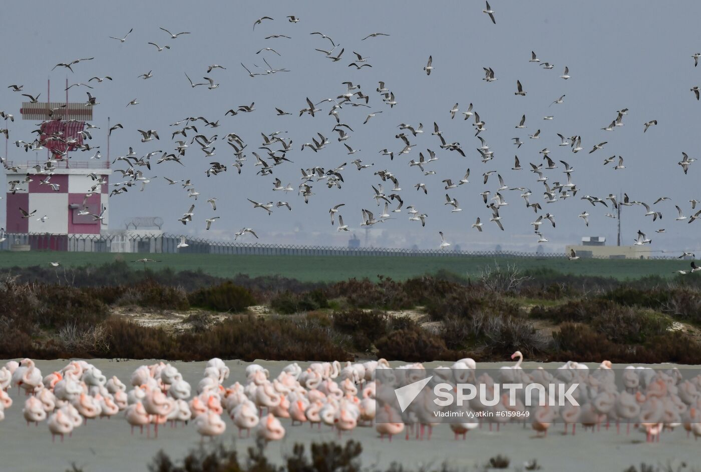 Cyprus Pink Flamingos