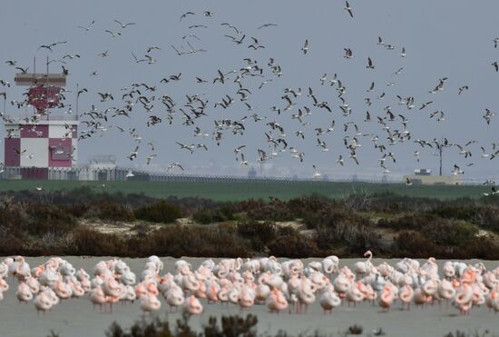 Cyprus Pink Flamingos