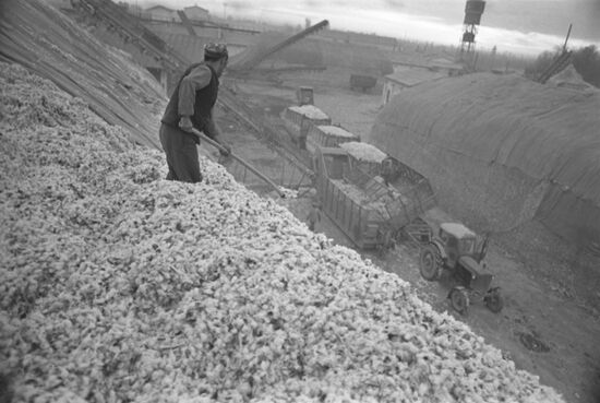 Collecting cotton