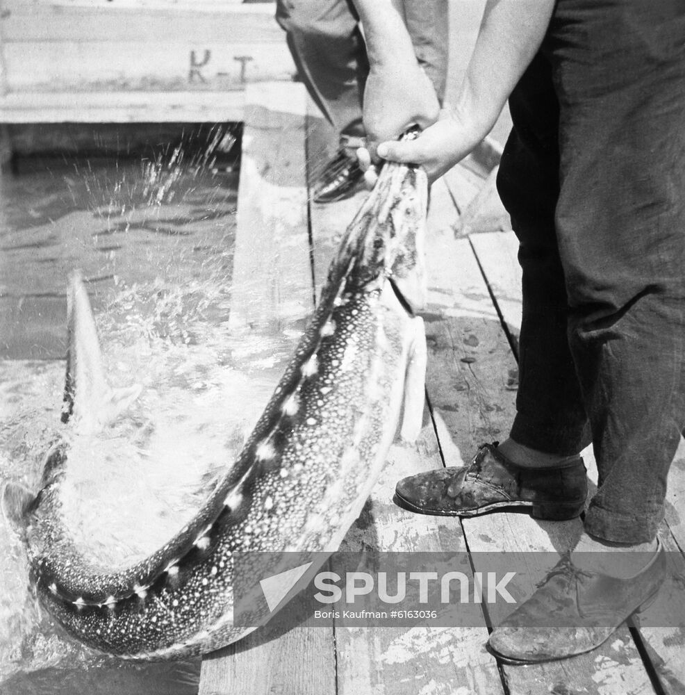 Volga sturgeon