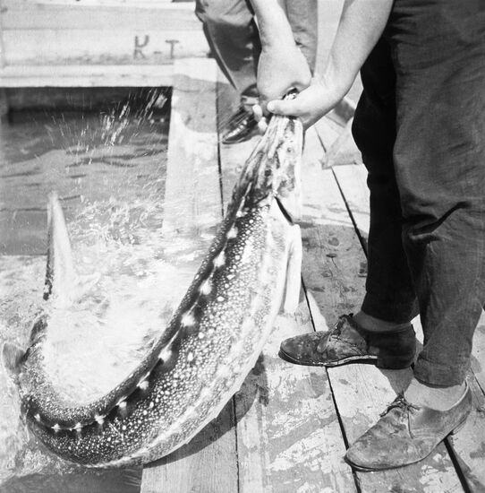 Volga sturgeon