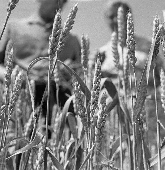 Zavety Ilyicha collective farm in Krasnodar Territory