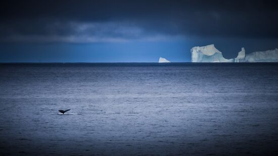 Antarctica Admiral Vladimirsky Expedition