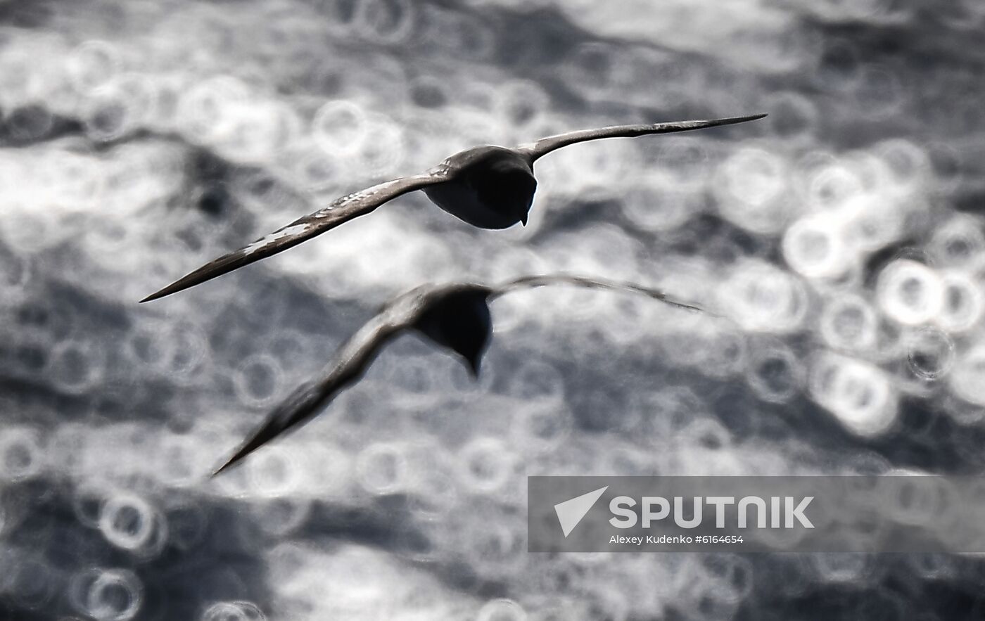 Antarctica Admiral Vladimirsky Expedition