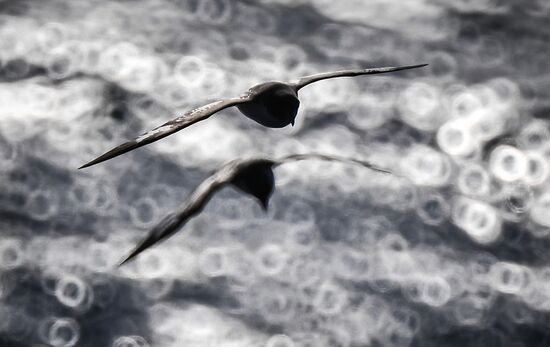 Antarctica Admiral Vladimirsky Expedition