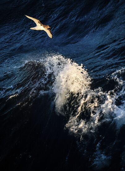 Antarctica Admiral Vladimirsky Expedition