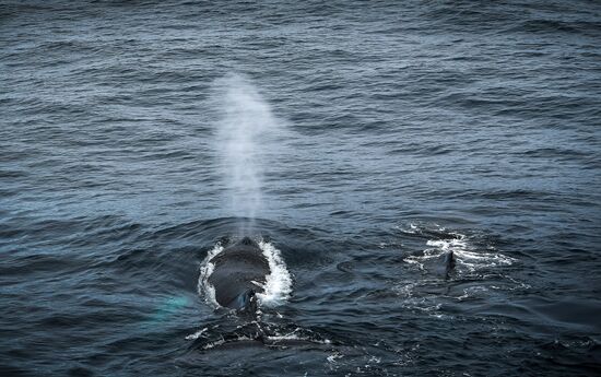 Antarctica Admiral Vladimirsky Expedition