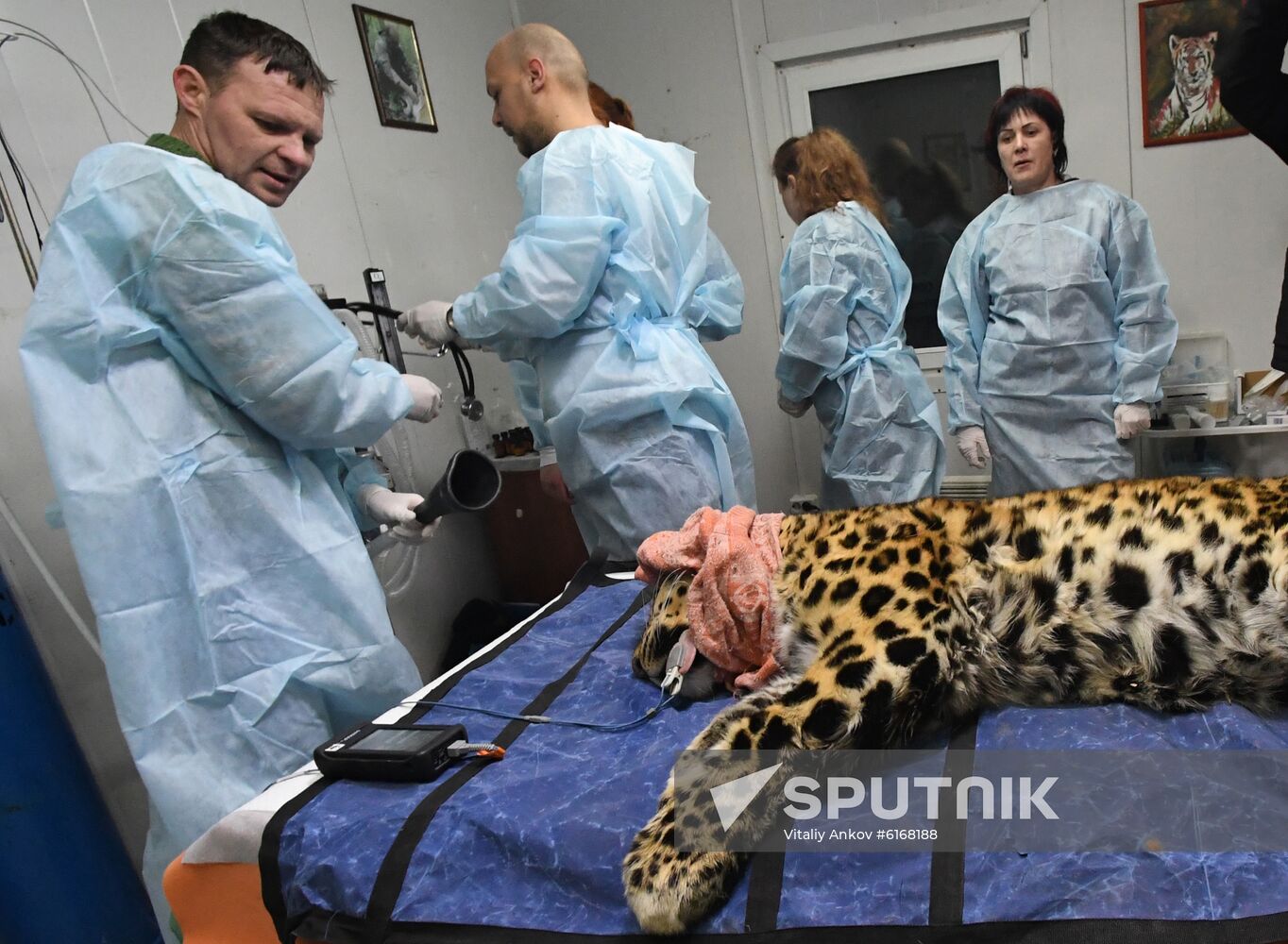 Russia Leopard