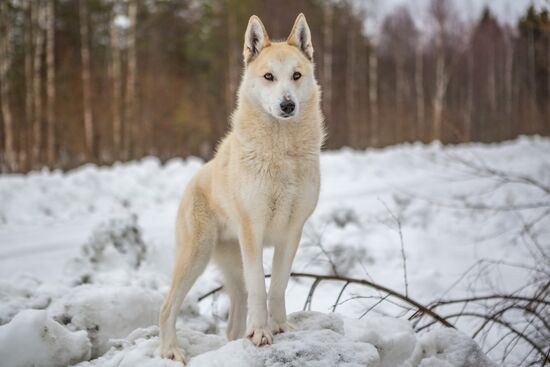 Russia Karelia