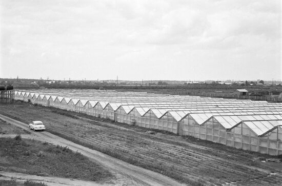 Noginsky state farm in Moscow Region.