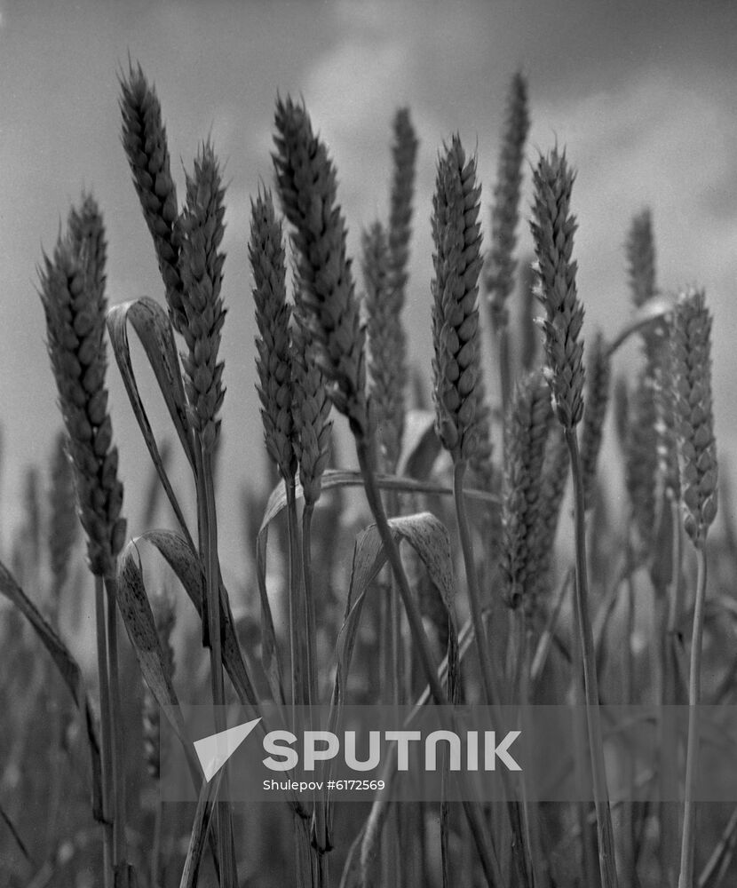 Avrora winter crops