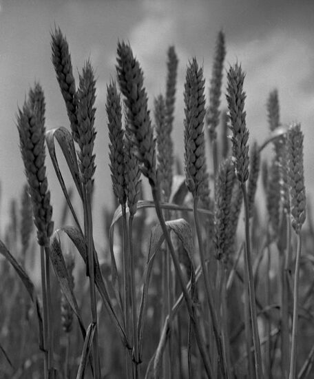 Avrora winter crops