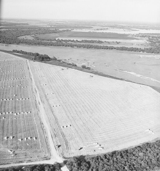 Harvesting grain crops in Krasnodar Territory