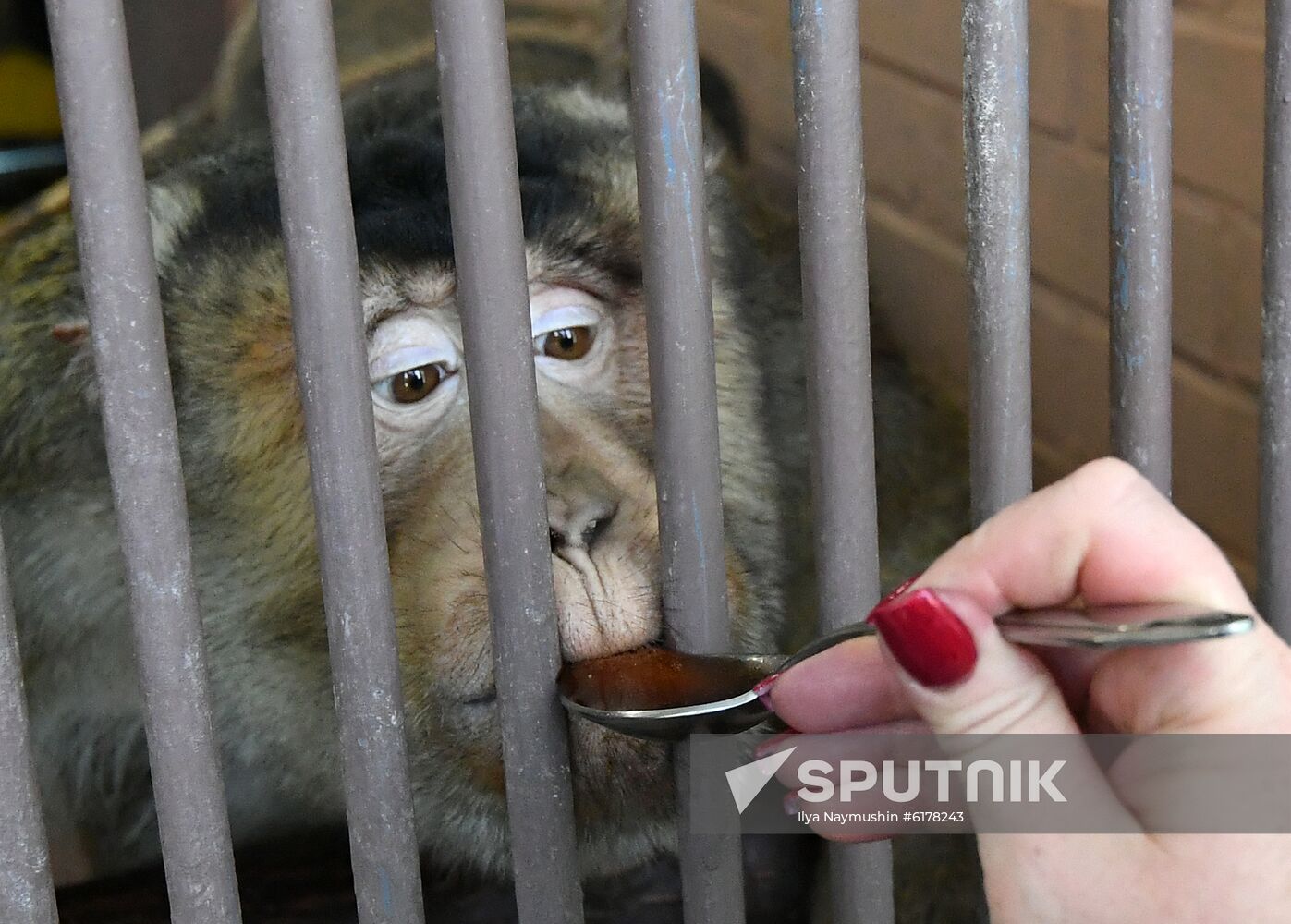 Russia Zoo