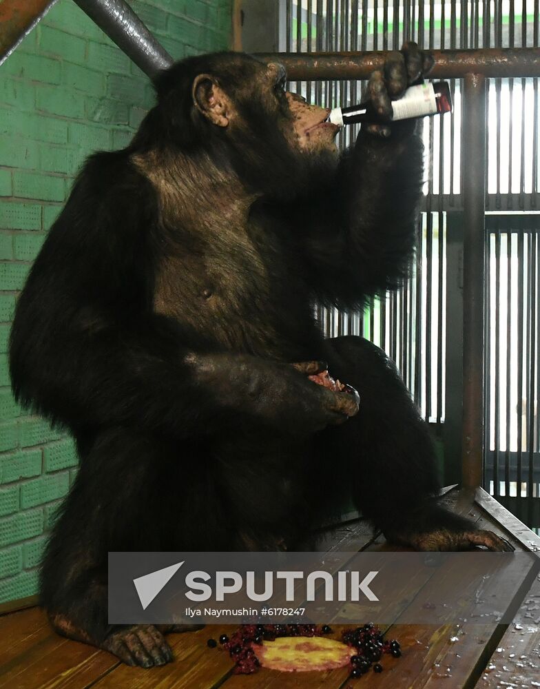 Russia Zoo