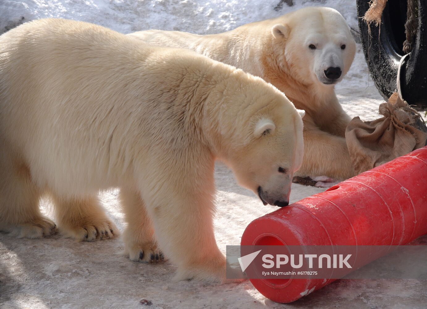 Russia Zoo