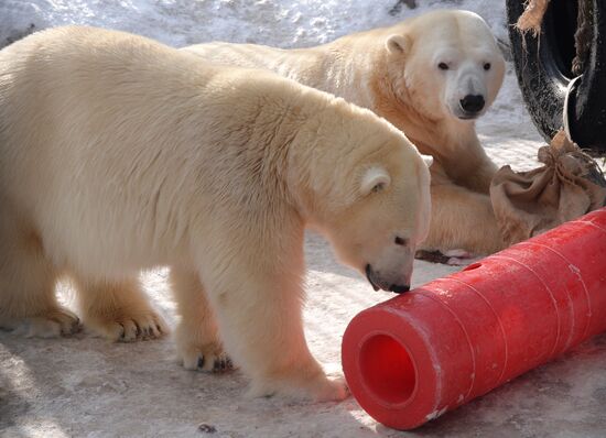 Russia Zoo