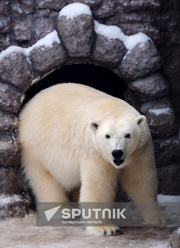 Russia Zoo