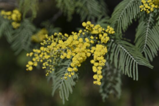 Russia Mimosa 