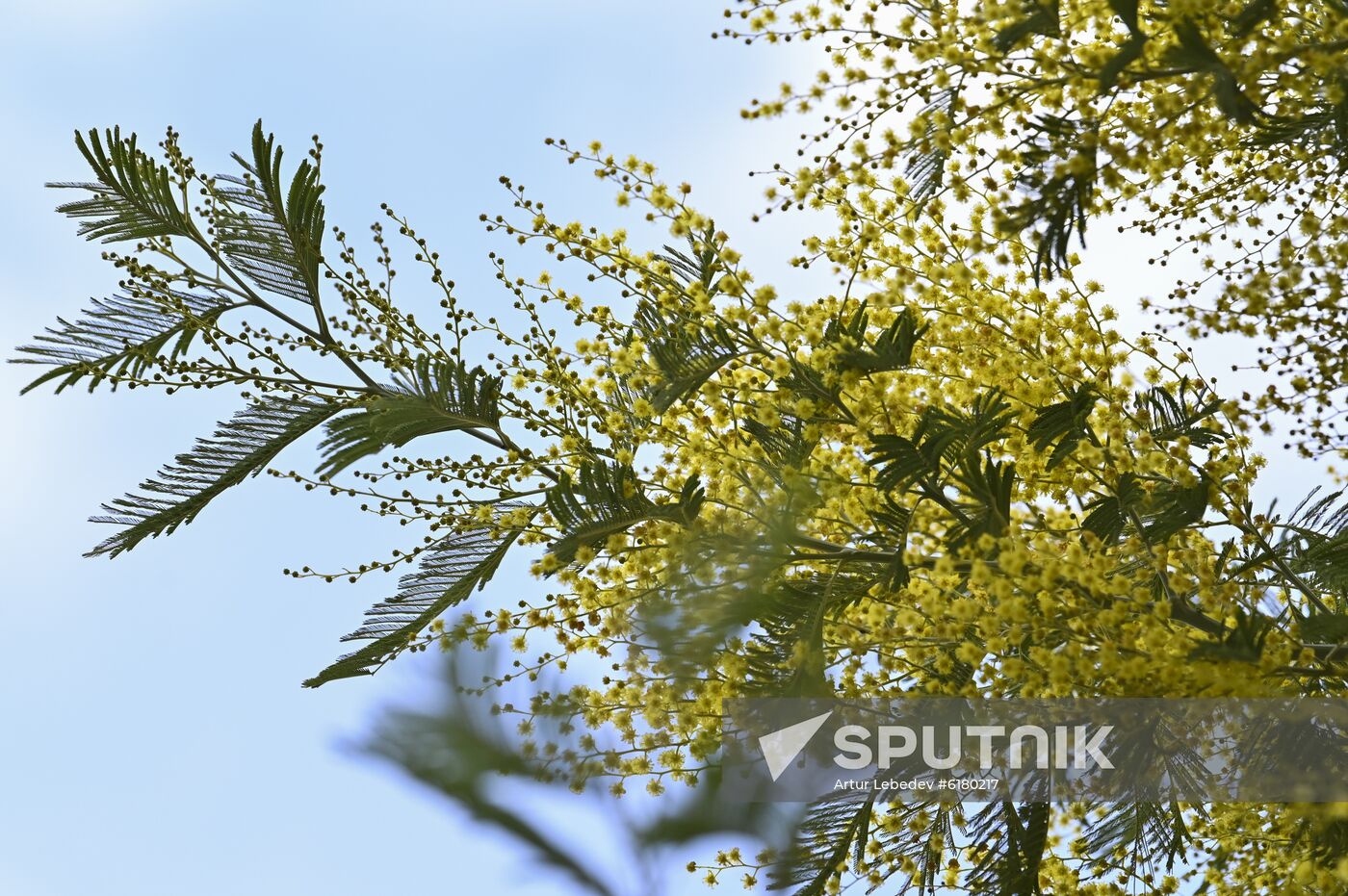 Russia Mimosa 