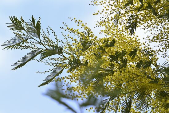 Russia Mimosa 