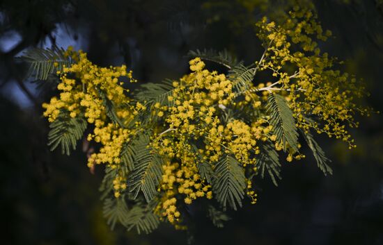 Russia Mimosa 