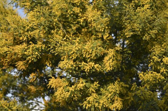 Russia Mimosa 