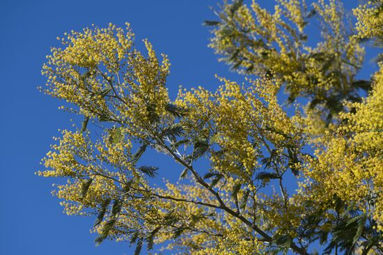 Russia Mimosa 