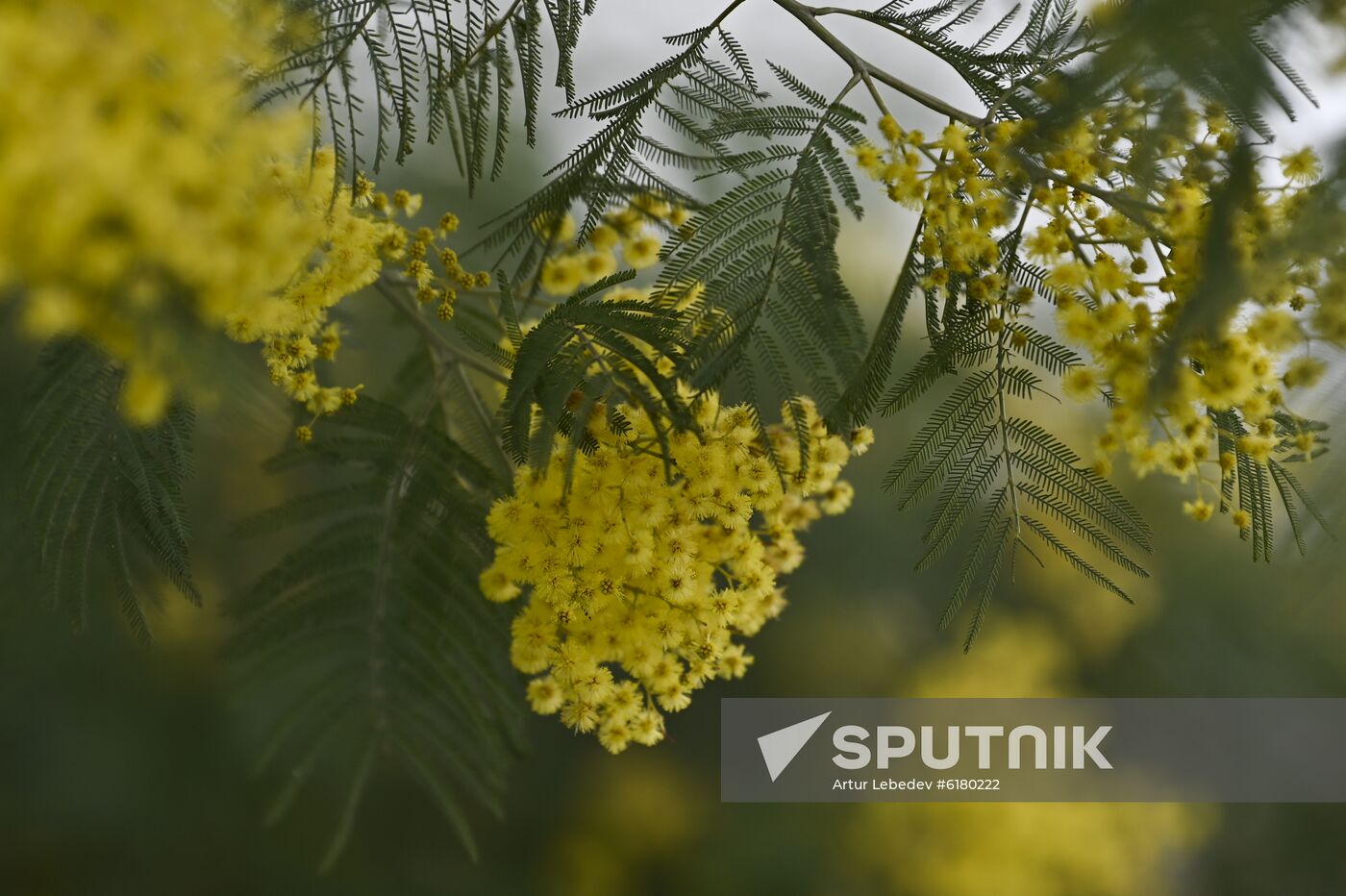 Russia Mimosa 