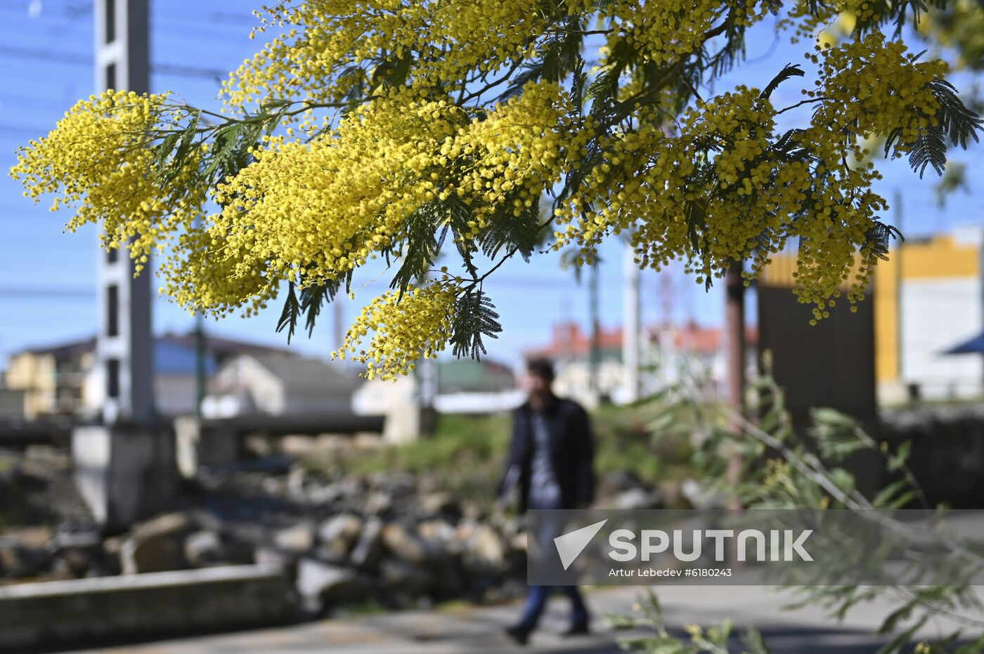 Russia Mimosa 