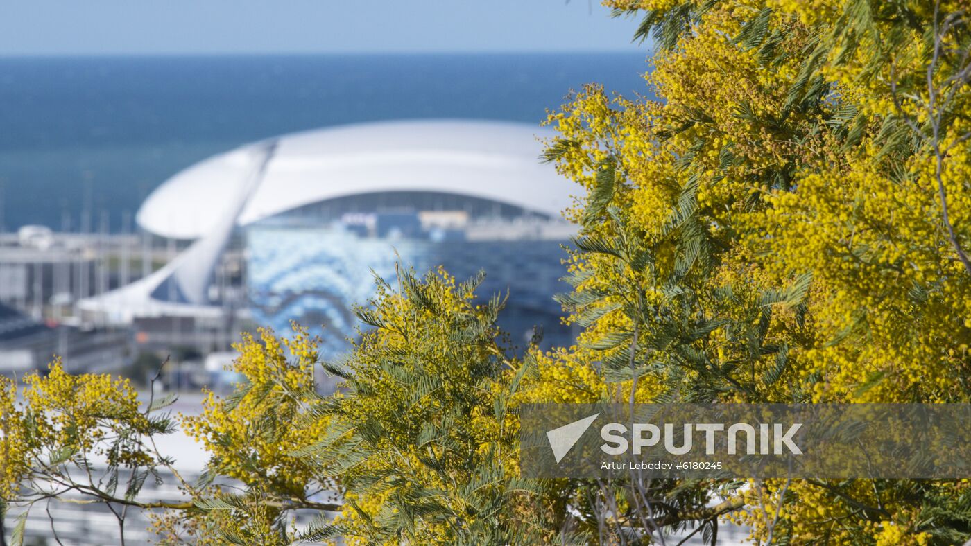 Russia Mimosa 