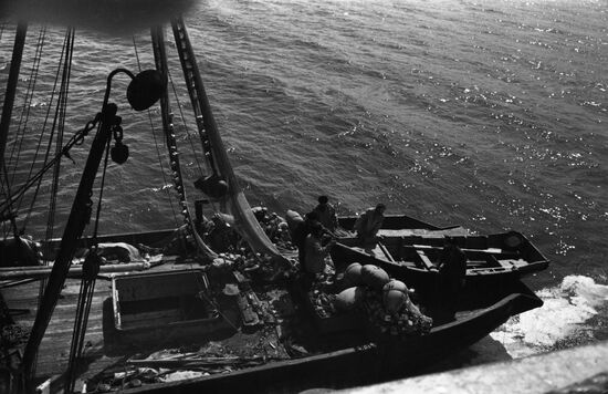 Herring harvesting in Sea of Okhotsk