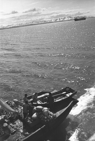 Herring harvesting in Sea of Okhotsk