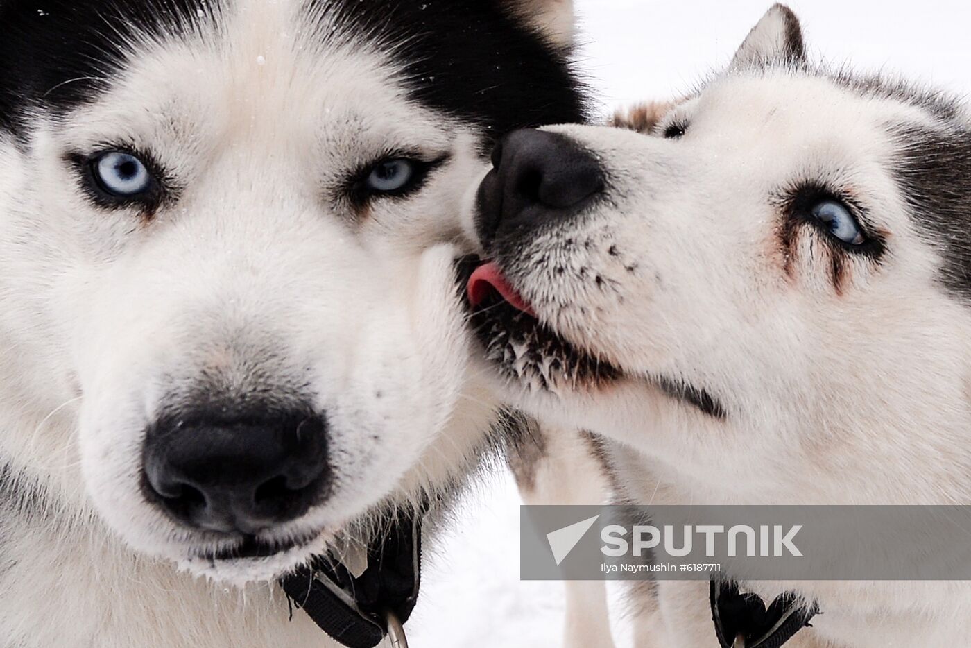 Russia Sled Dog Race