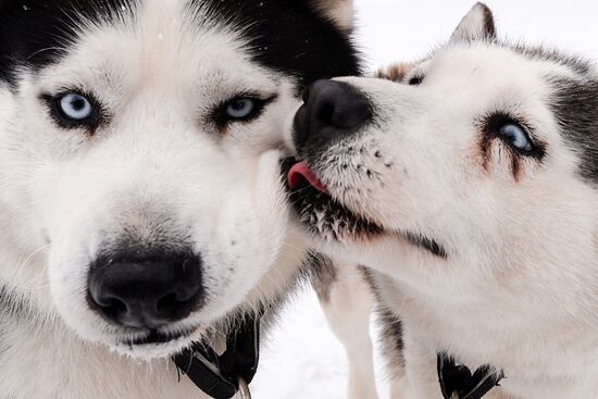 Russia Sled Dog Race