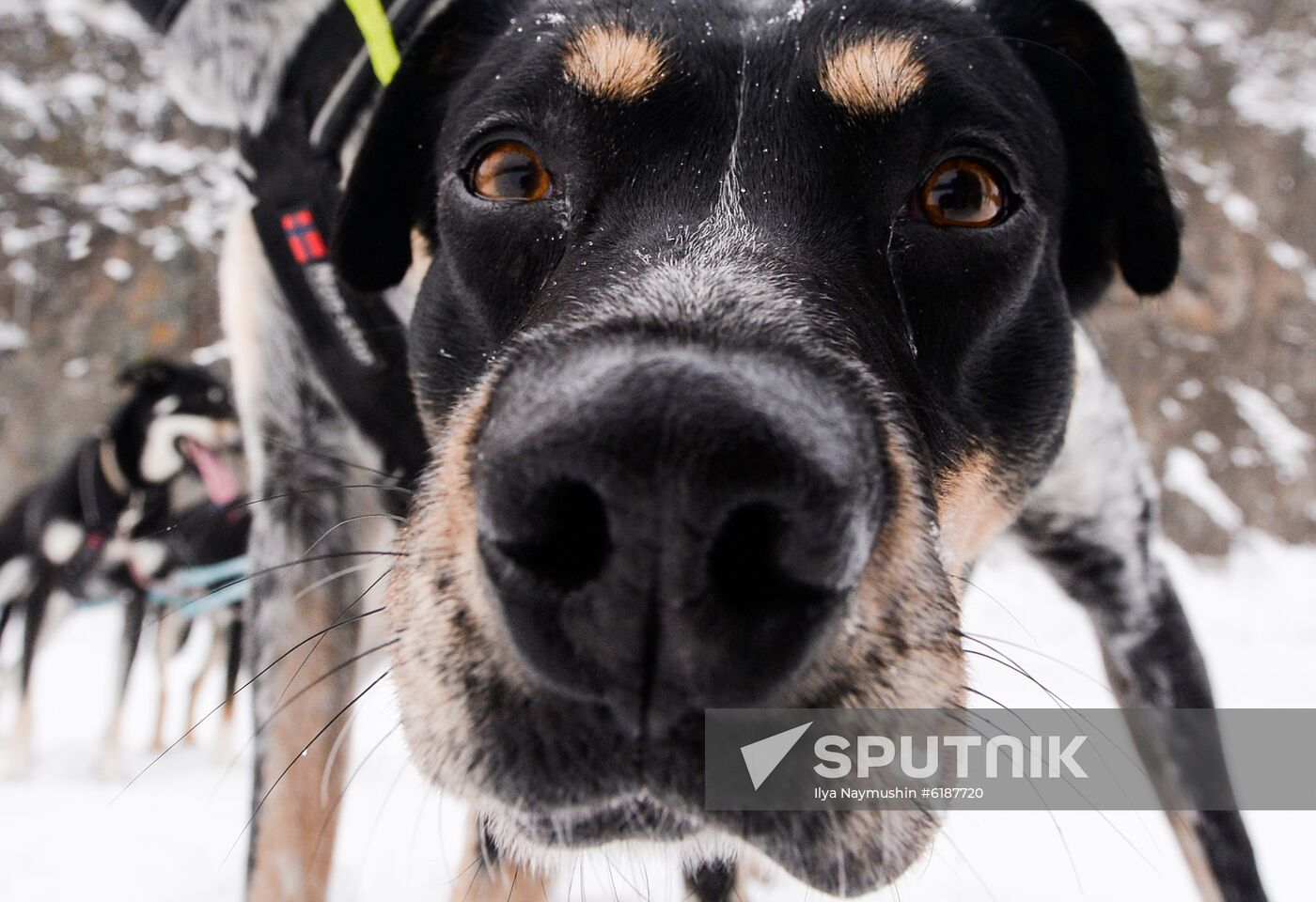 Russia Sled Dog Race